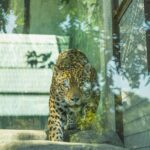 Sepahijala Wildlife Sanctuary Reports Record Increase in Clouded Leopard Population