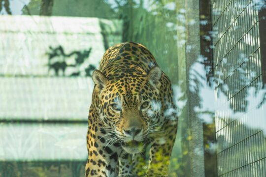 Sepahijala Wildlife Sanctuary Reports Record Increase in Clouded Leopard Population