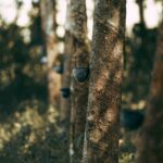 Rubber Plantation Reforms in Tripura Boost Farmers' Incomes