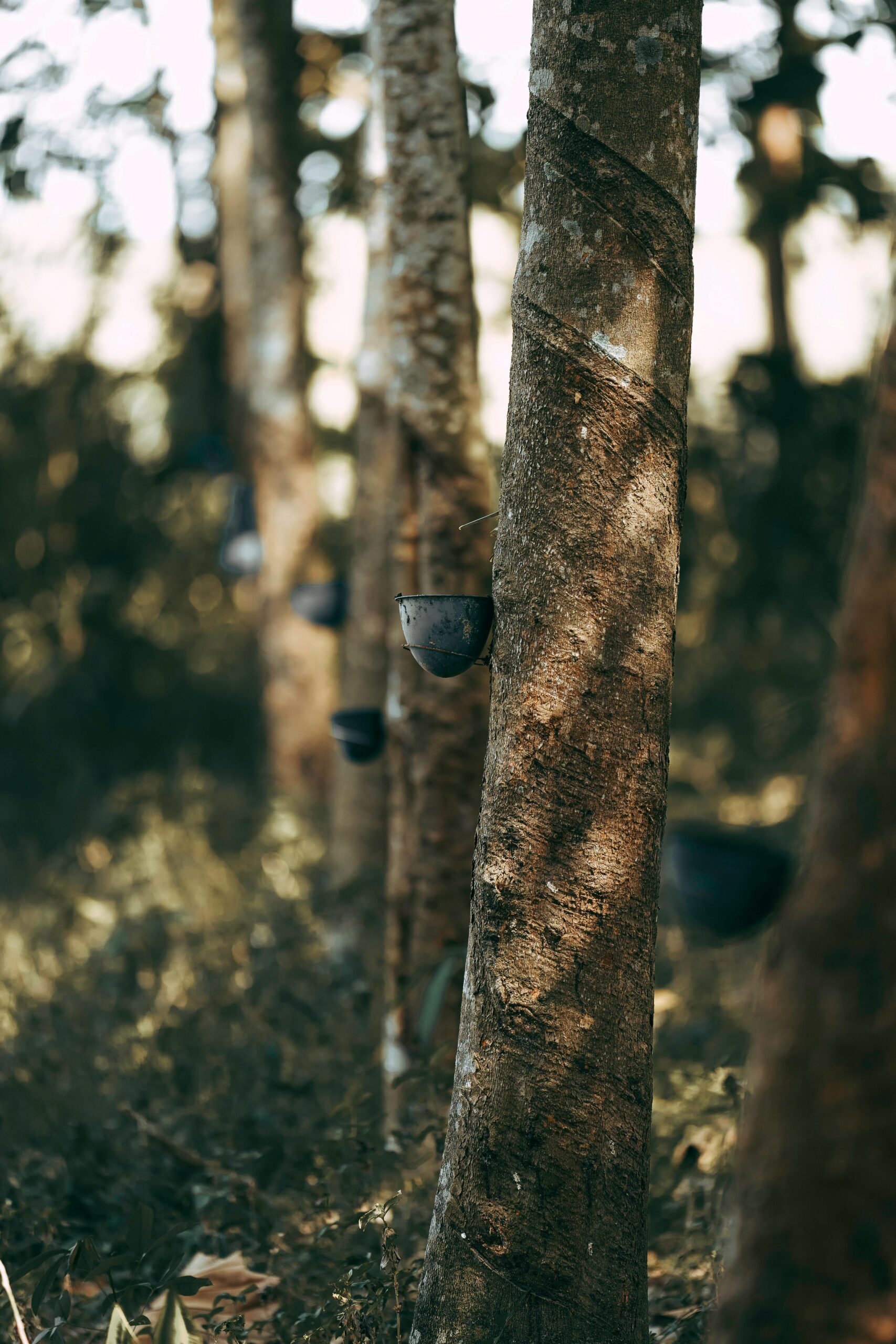 Rubber Plantation Reforms in Tripura Boost Farmers' Incomes