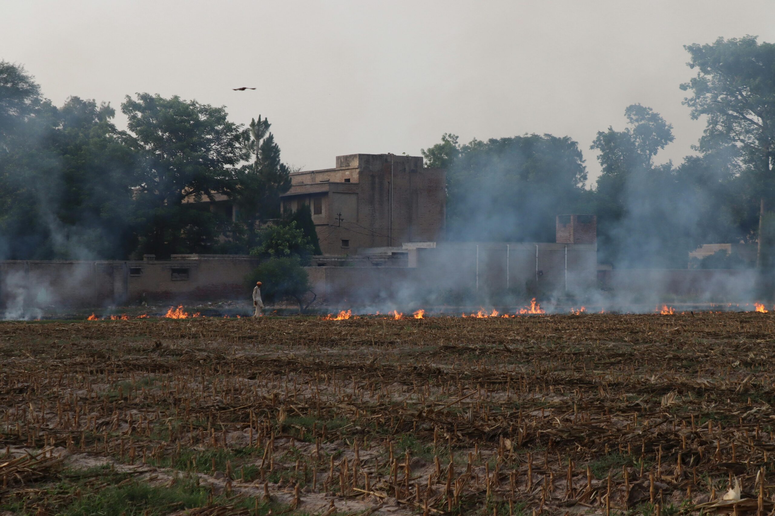 Crop Diversification Reduces Stubble Burning Across the State