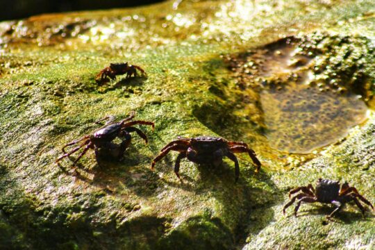 Bhavnagar Showcases Marine Biodiversity Through Eco-Tourism Initiatives