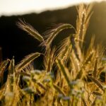 Future Challenges for Agriculture in Uttar Pradesh Technology and Innovation