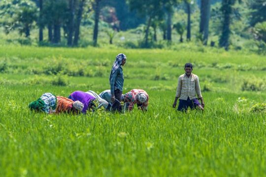 The Future of Farming in Uttar Pradesh Innovation or Tradition at a Crossroads